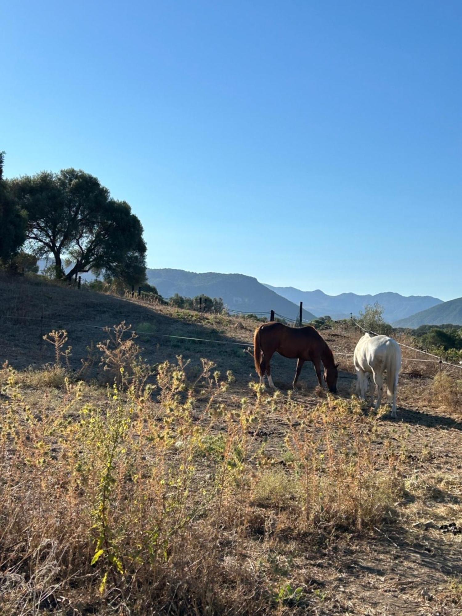 Cabana Rustica En Un Rancho Con Caballos, Prado Del Rey, Andalucia Exterior foto