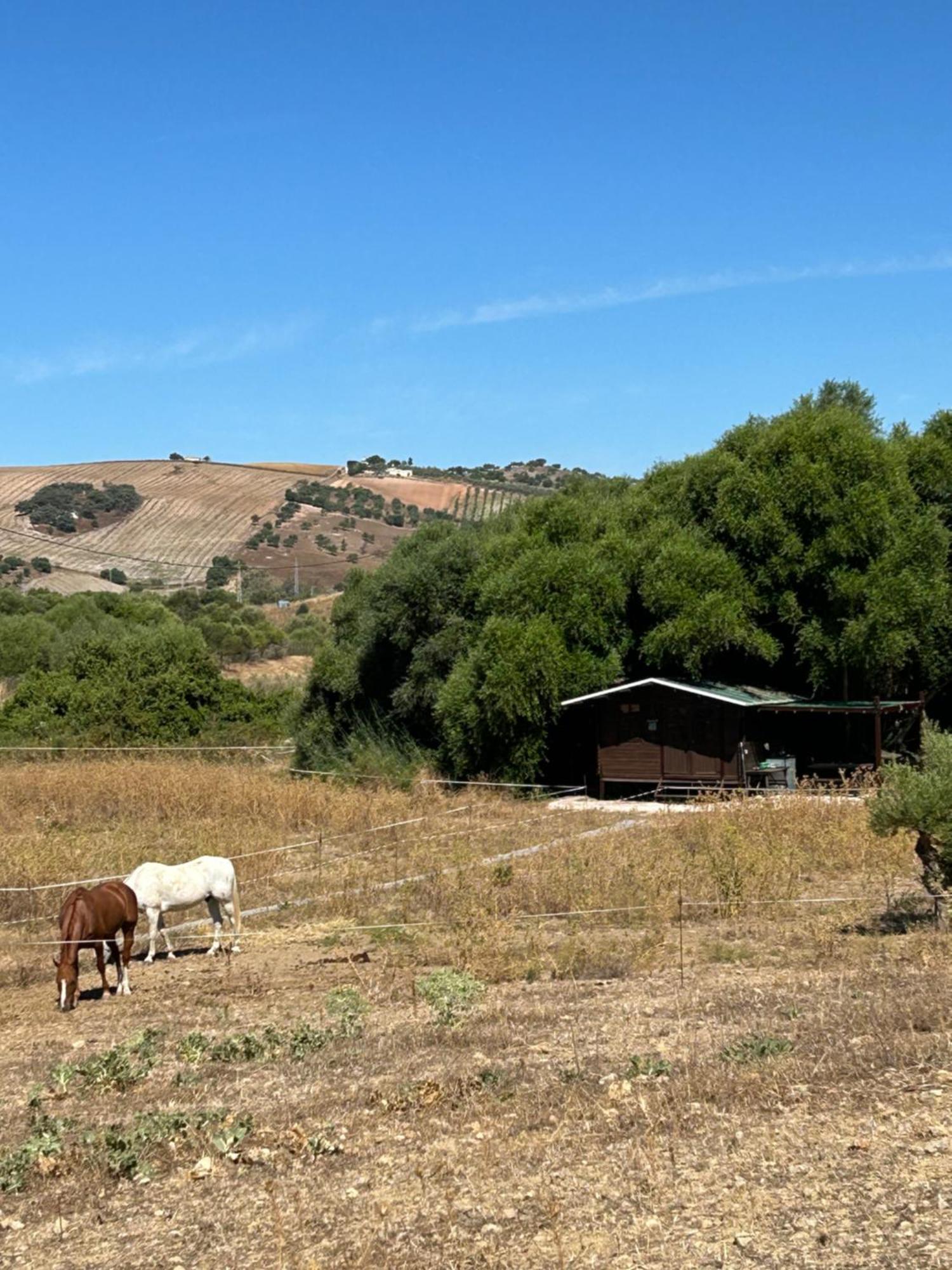 Cabana Rustica En Un Rancho Con Caballos, Prado Del Rey, Andalucia Exterior foto
