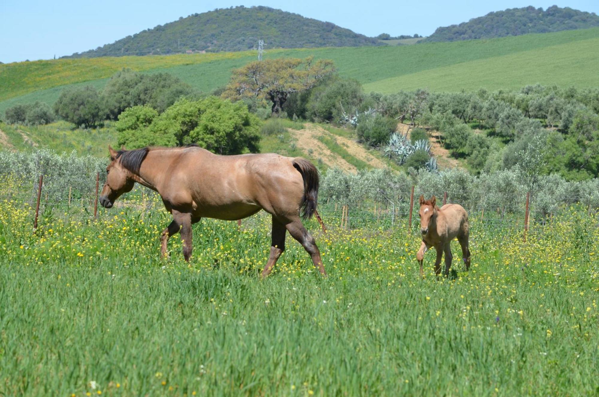 Cabana Rustica En Un Rancho Con Caballos, Prado Del Rey, Andalucia Exterior foto