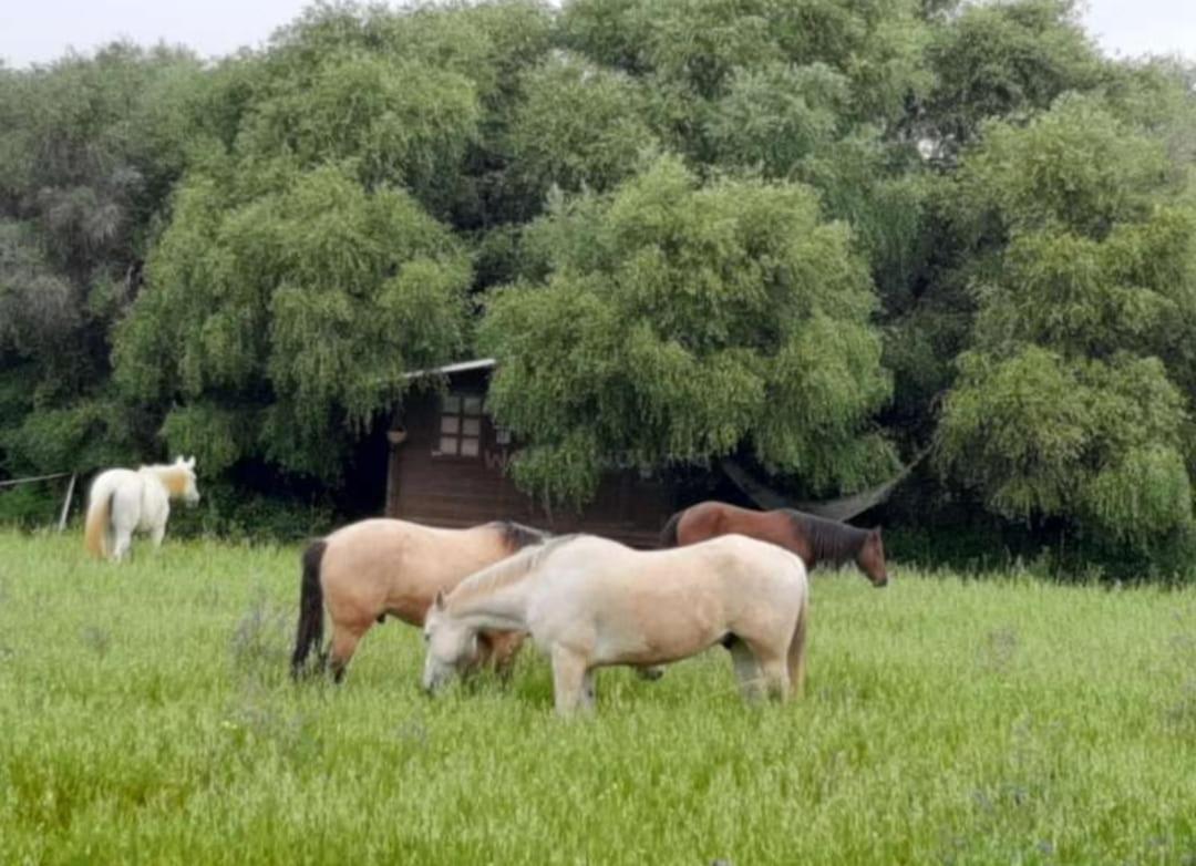 Cabana Rustica En Un Rancho Con Caballos, Prado Del Rey, Andalucia Exterior foto